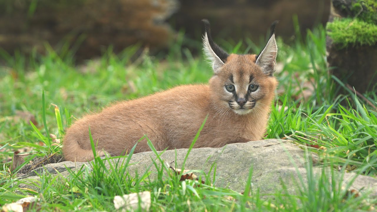 Nadílka kočičích mláďat v Zoo Ostrava