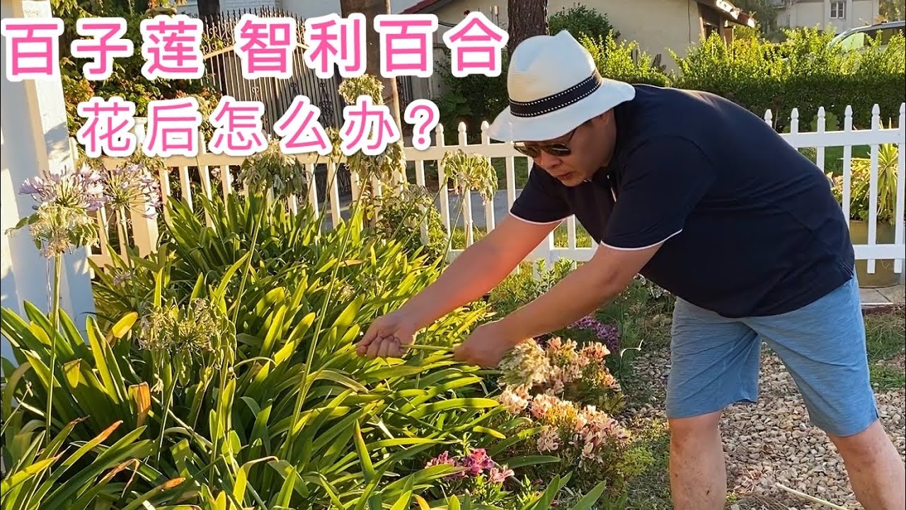 （园艺篇103）一棵草莓摘一碗。百子莲花后修剪。智利百合花后修剪。