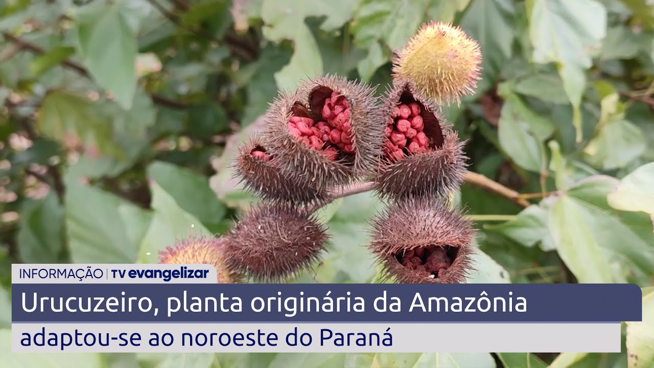 Urucuzeiro, planta originária da Amazônia adaptou-se ao noroeste do Paraná