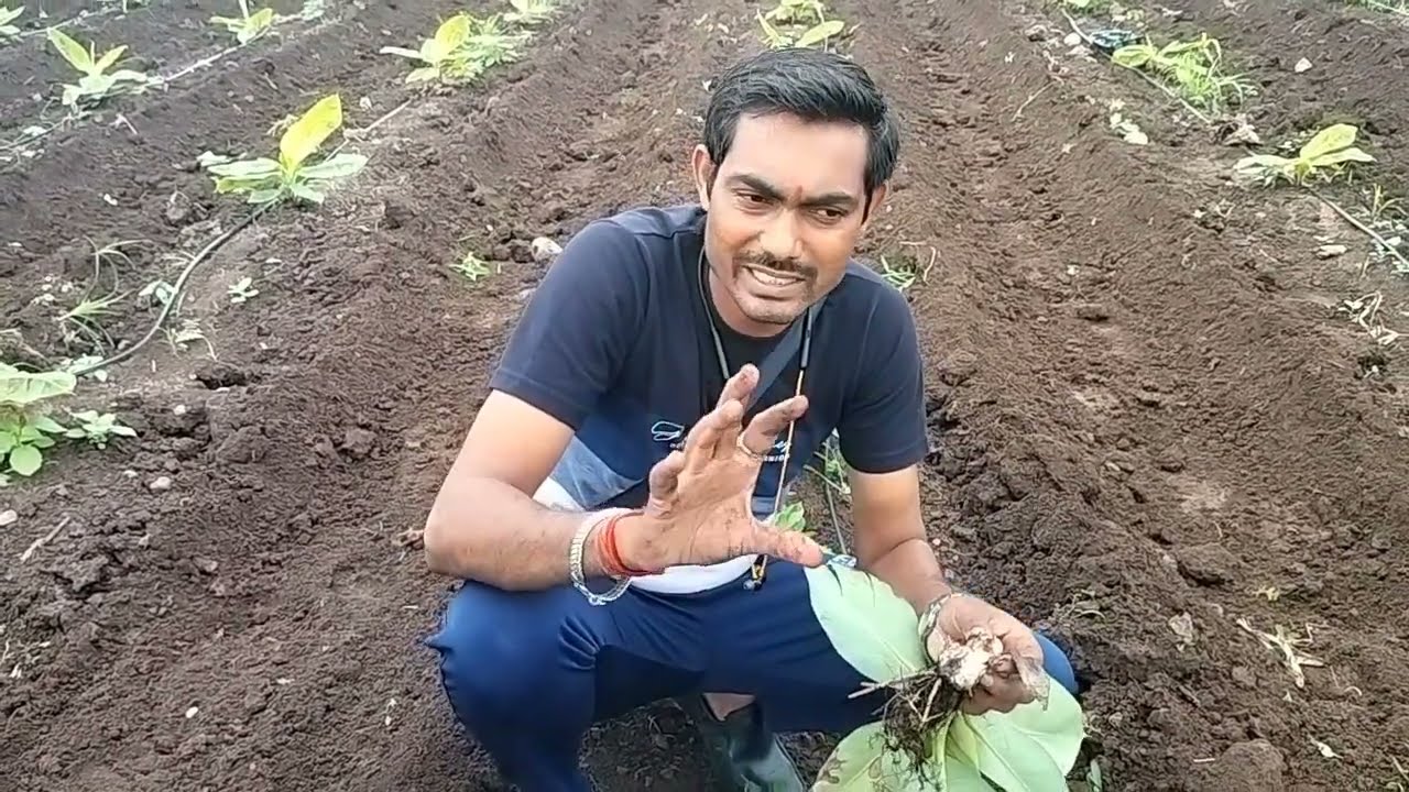 191-Kisan karyashala: केले में आने वाली इरविनिया रोट (Erwinia rot) की समस्या , Banana plant disease