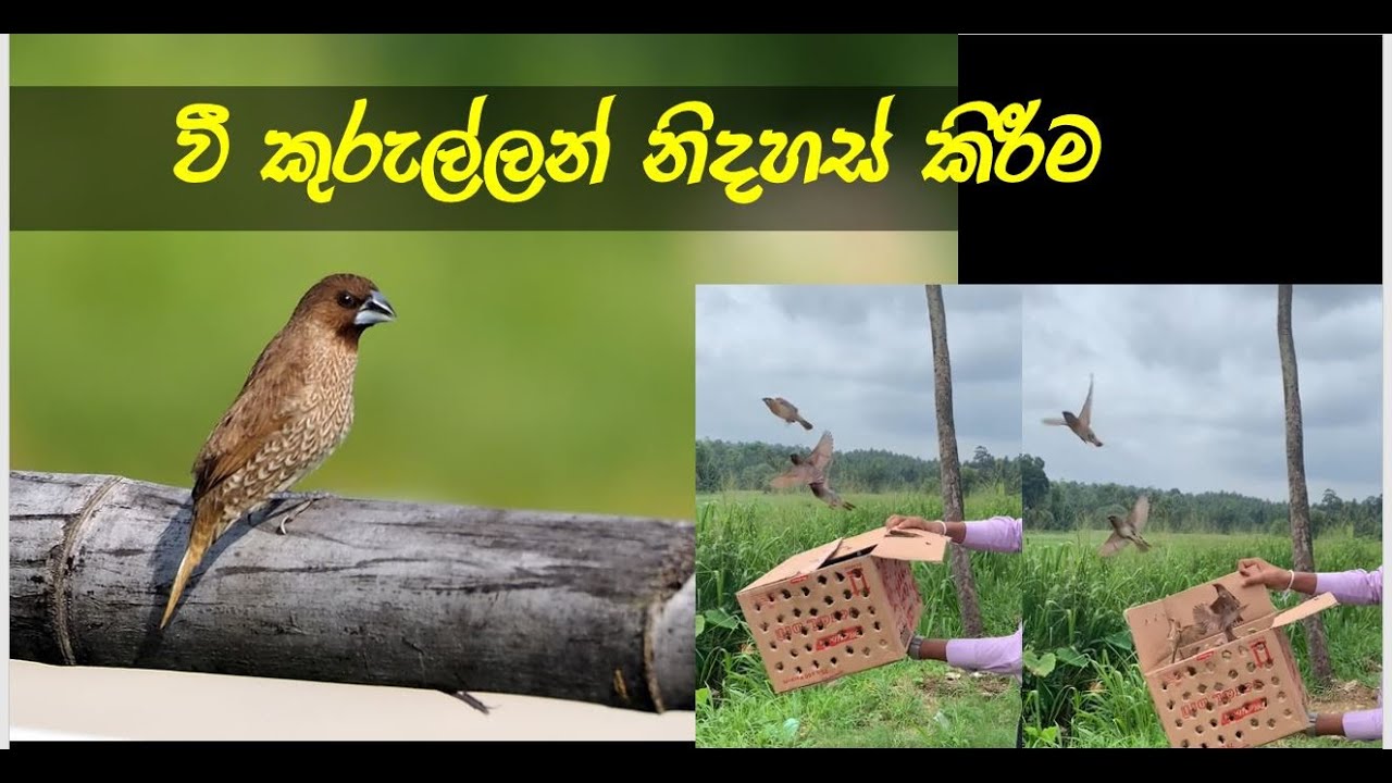Saving birds' life Releasing birds and offer the freedom වී කුරුල්ලන් නිදහස් කිරීම