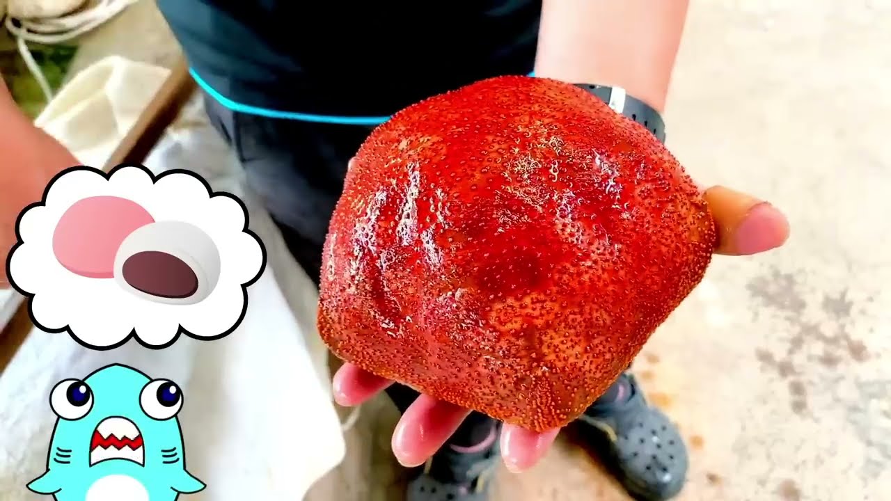 【水族館アニメ】串本海中公園で飼育員体験！ヒトデや海の生き物をサメニンと観察しよう！