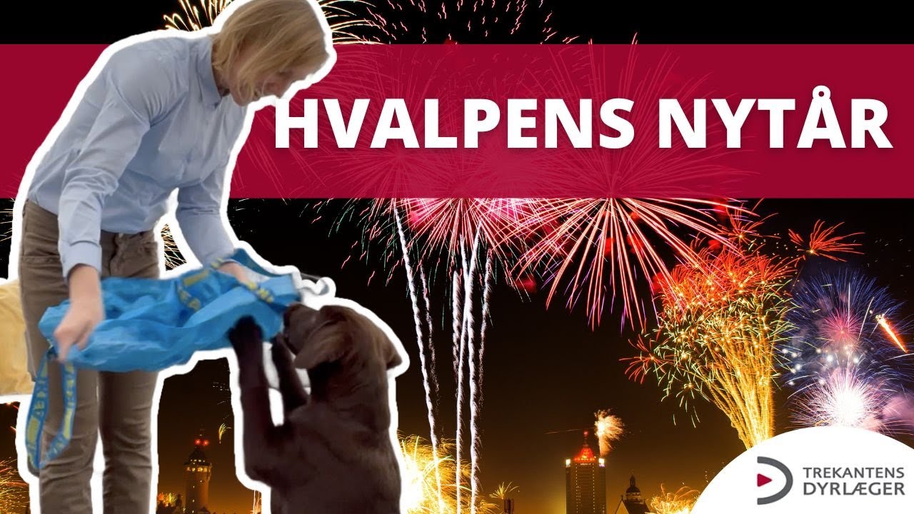 3 konkrete tips fra dyrlægen: Undgå at ødelægge din hvalp allerede første nytår