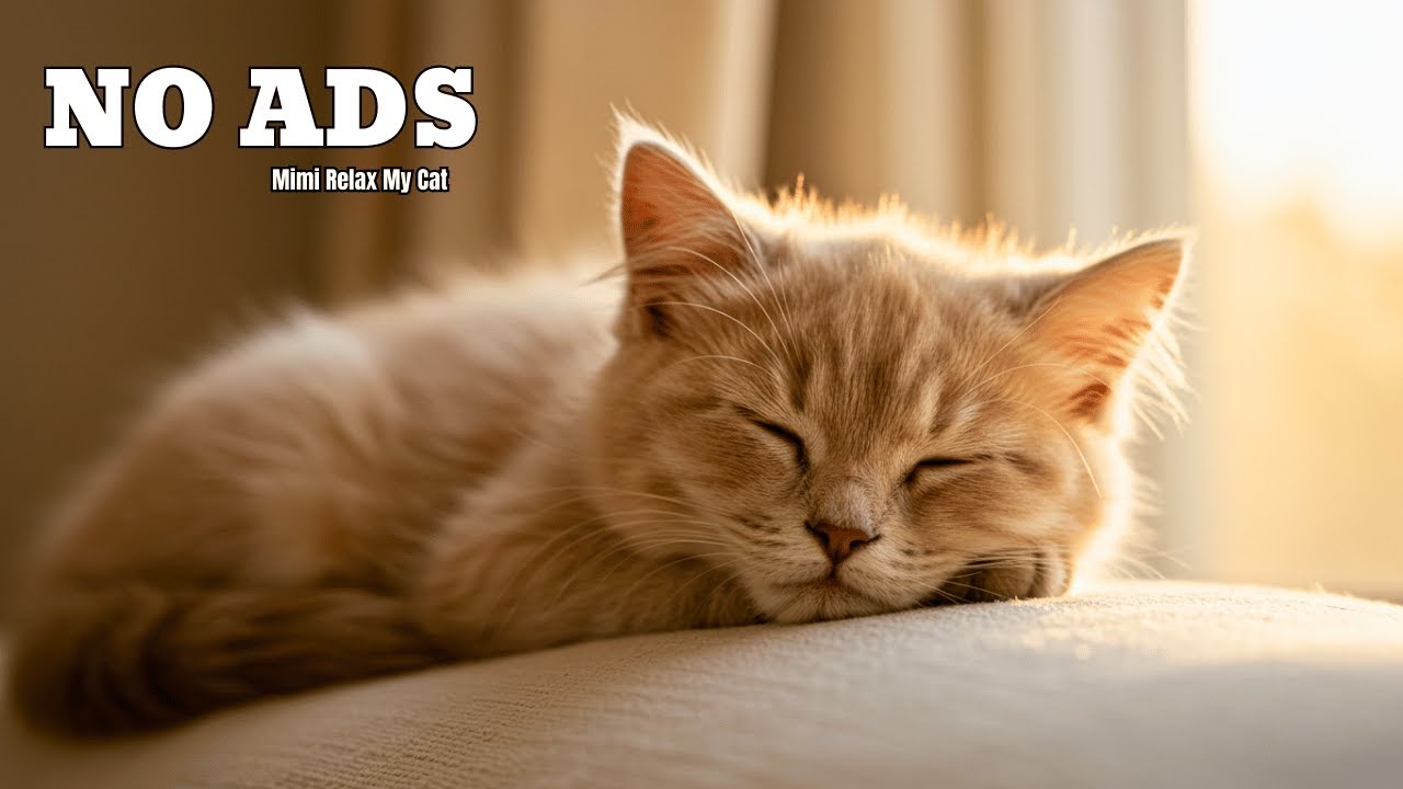 6 HOURS | Dreamy Peace - Gentle Music for Cats