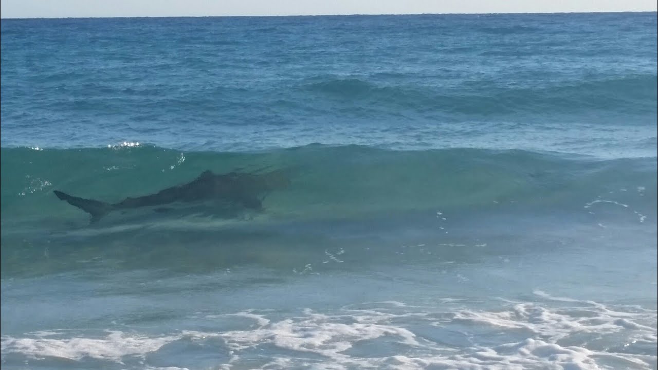 3m whaler shark, Bunker Bay West Australia
