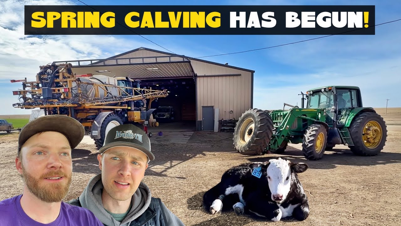 Spring Calving Has Begun! Cute Newborn Calves + Challenges