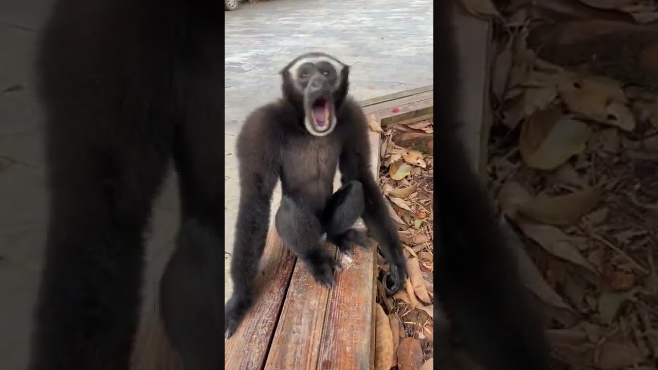 Let's all listen to the gibbon sing #animal #gibbons