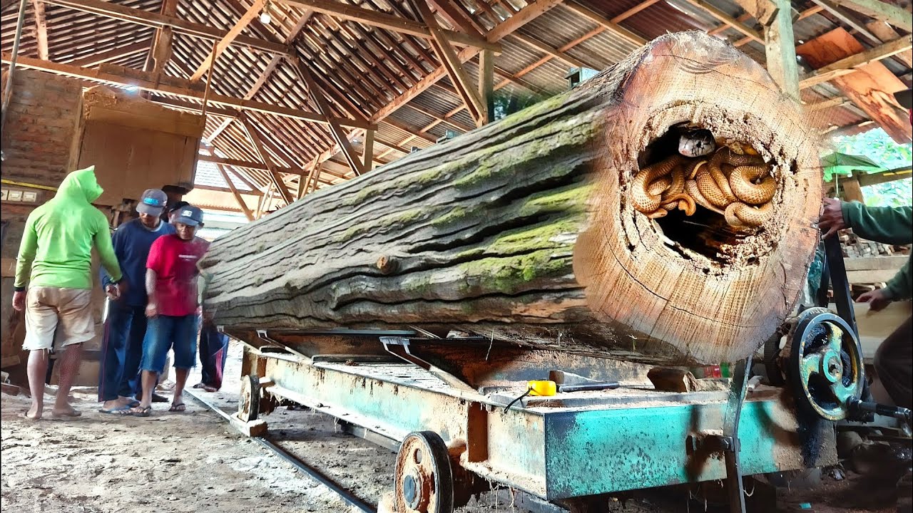 Proses merajang kayu jati berlubang menjadi papan yang mewah dan mahal