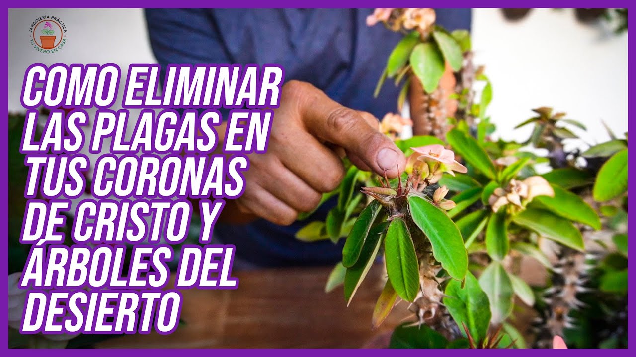 Como ELIMINAR PLAGAS en Coronas de Cristo y Rosas del Desierto.
