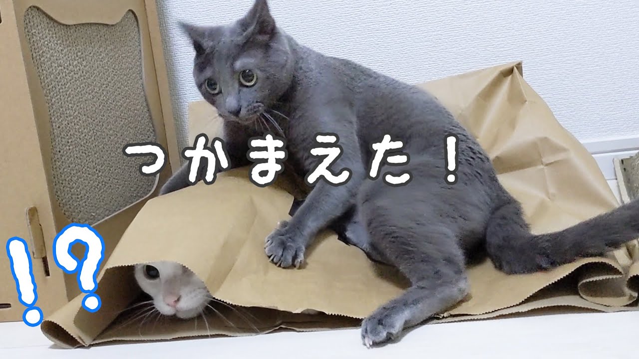 ついにハムちゃんがチロさんに反撃します…！