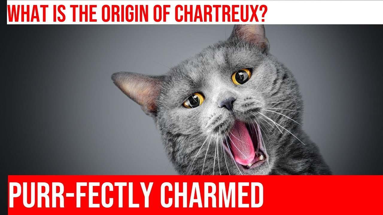 Discover the Mysterious History of the Chartreux Cat Breed!
