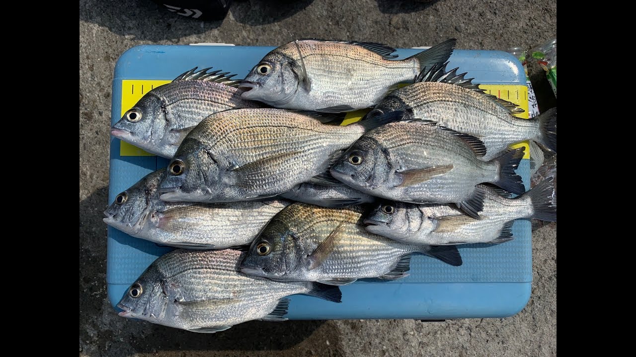釣魚趣 鹿港西堤 第四支 #チヌ #カガヤキミゾイサキ #黑鯛 #石鱸 #鹿港西堤