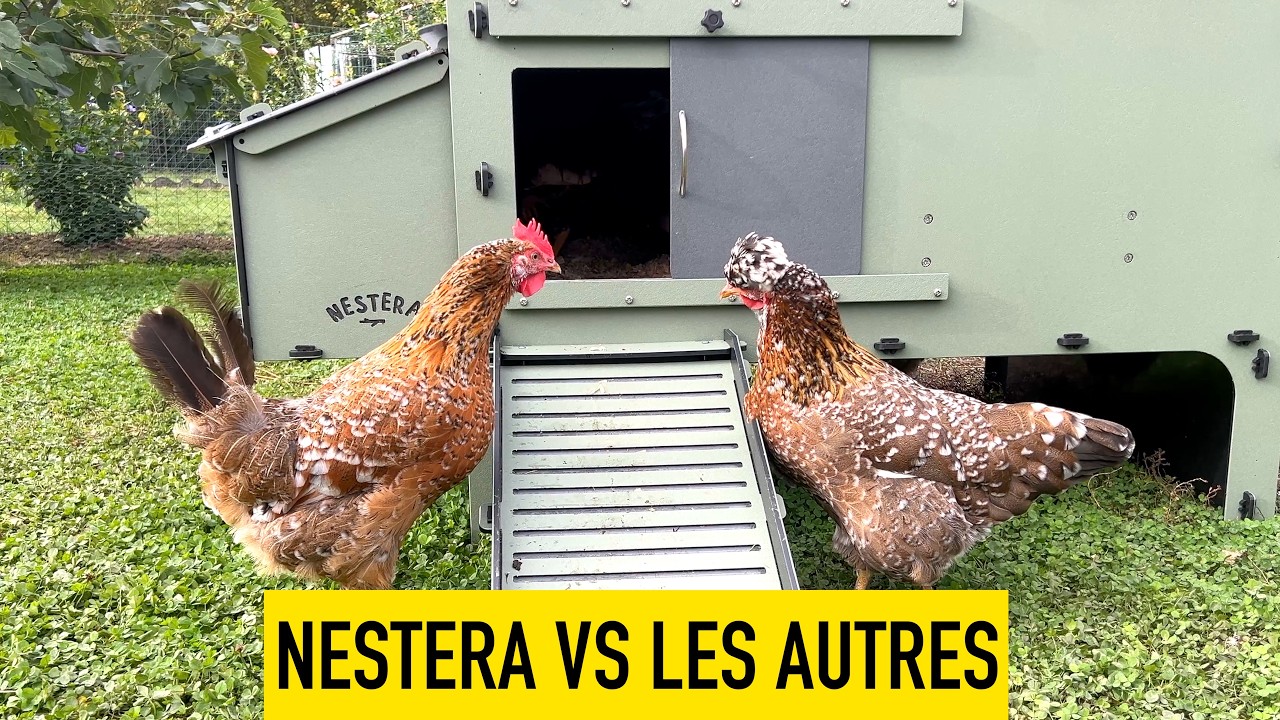 Nestera le meilleur poulailler ? Mon avis après des années 🐔