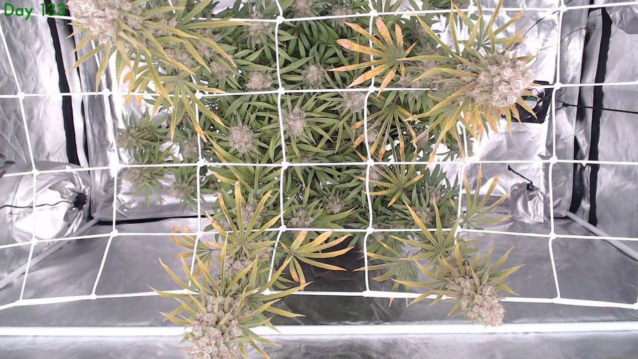 Timelapse of Royal Moby | Cannabis indoor grow