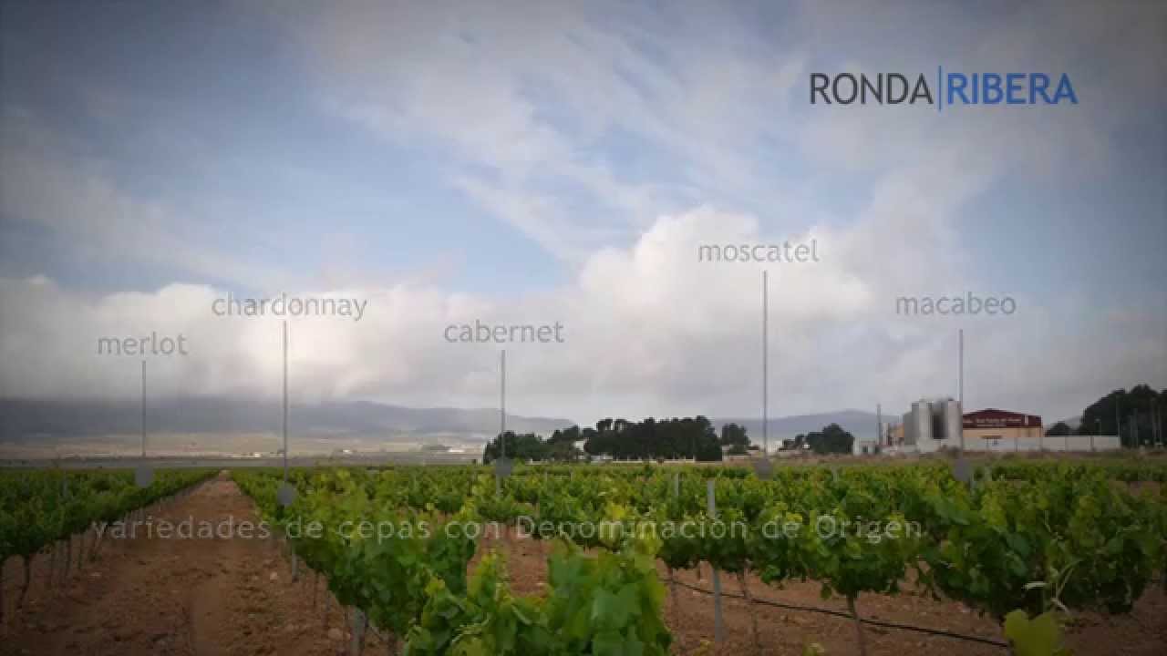 Venta de Finca con viñedos D.O. Alicante