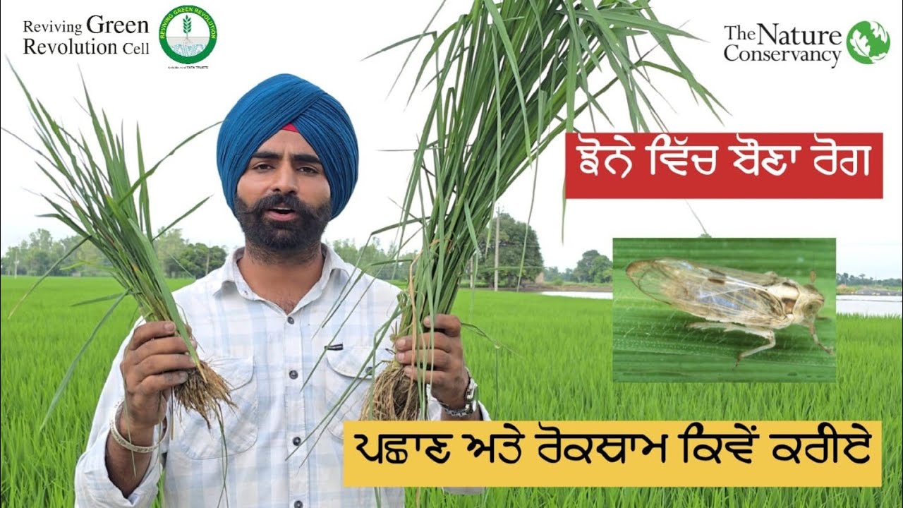 ਝੋਨੇ ਵਿੱਚ ਬੌਣਾ ਰੋਗ - ਪਛਾਣ ਅਤੇ ਰੋਕਥਾਮ