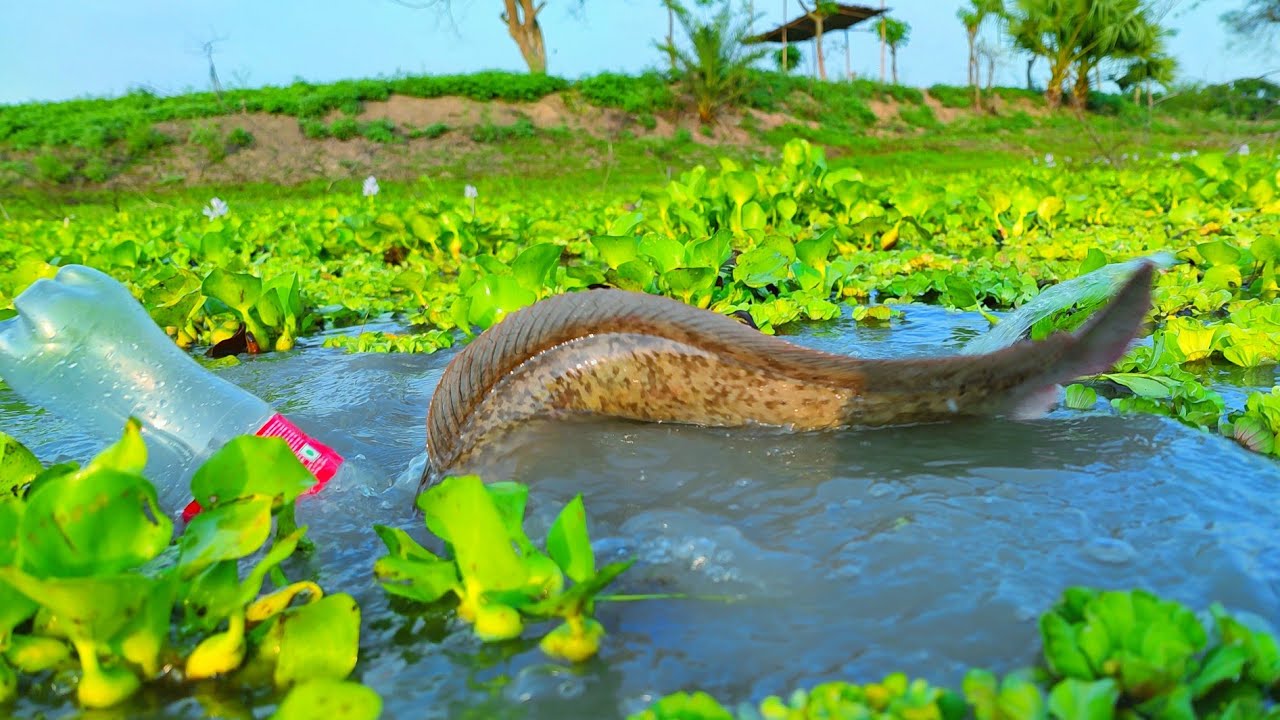 Plastic Bottle Fishing Technique | Natural Fish Catching With Plastic Bottle | Hook Fish Hunting