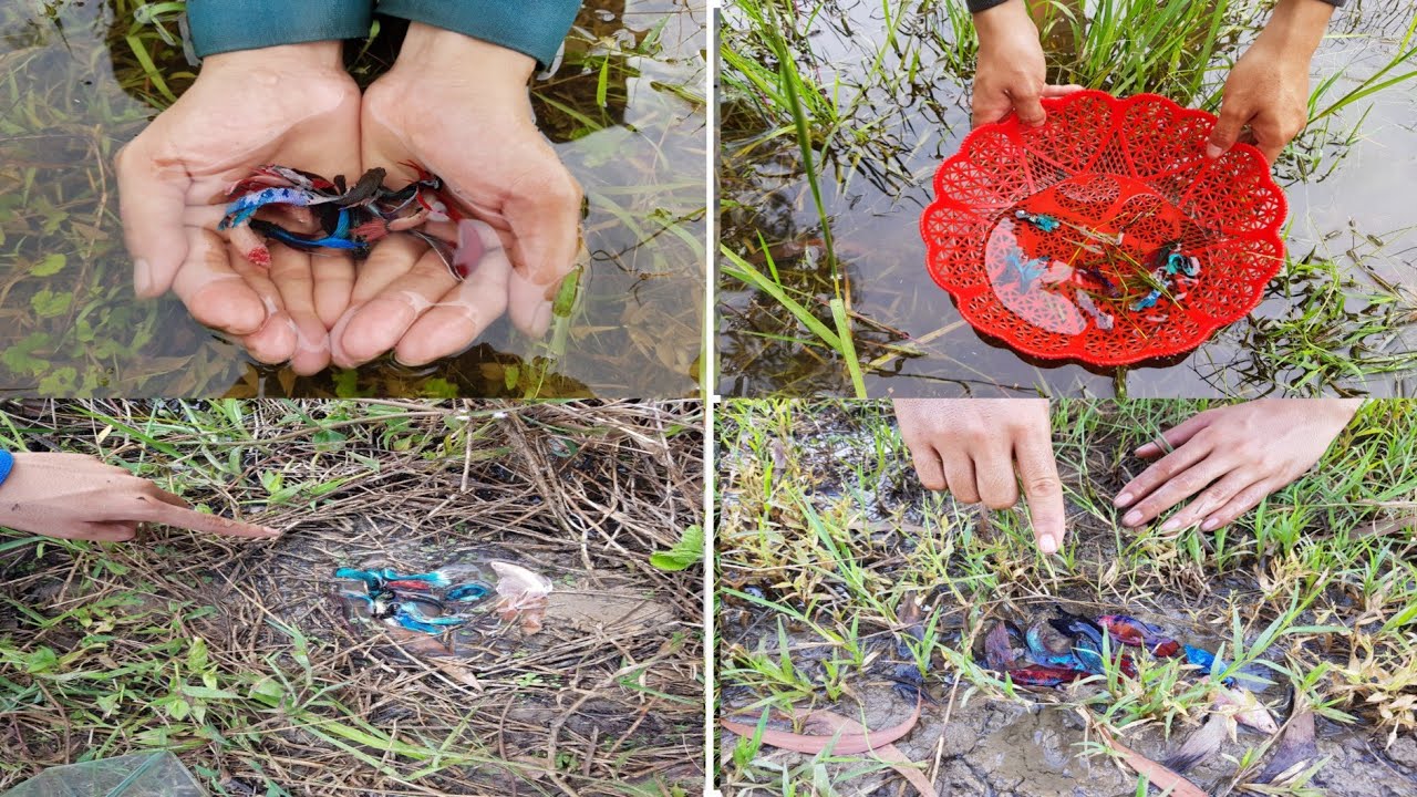 OMG! Trick so easy to catch betta fish in shallow water or lake