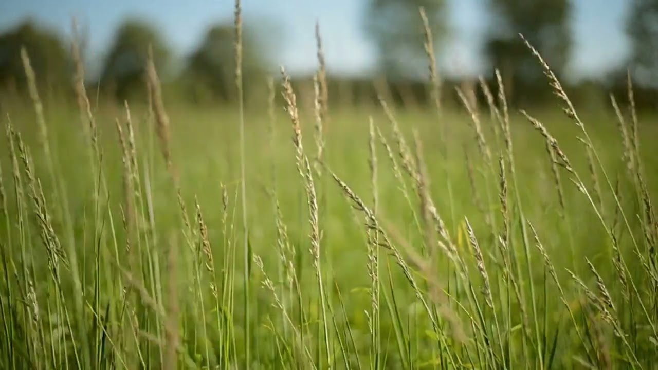 Wind Through Tall Grass Garden
