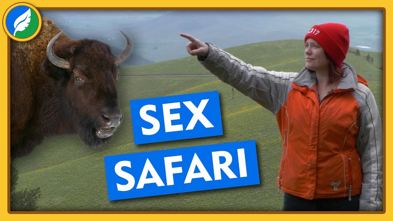 Sex Safari