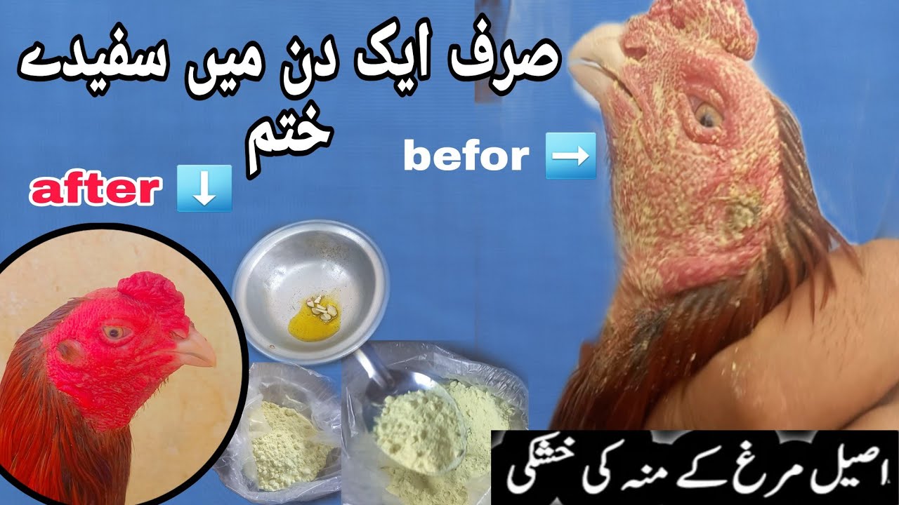 safeda ka ilaj aseel murga |Whiteness gone in just one day | another treatment | سفیدے کا علاج