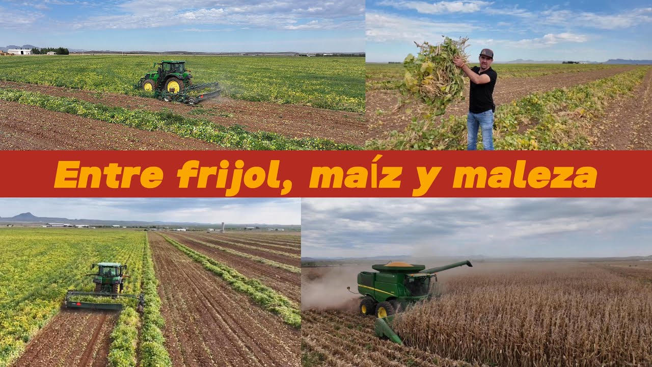 La cosecha de frijol 2025 ya empezó! Cortamos Frijol con cortadora Picket y John Deere 7R 210 🌾💪