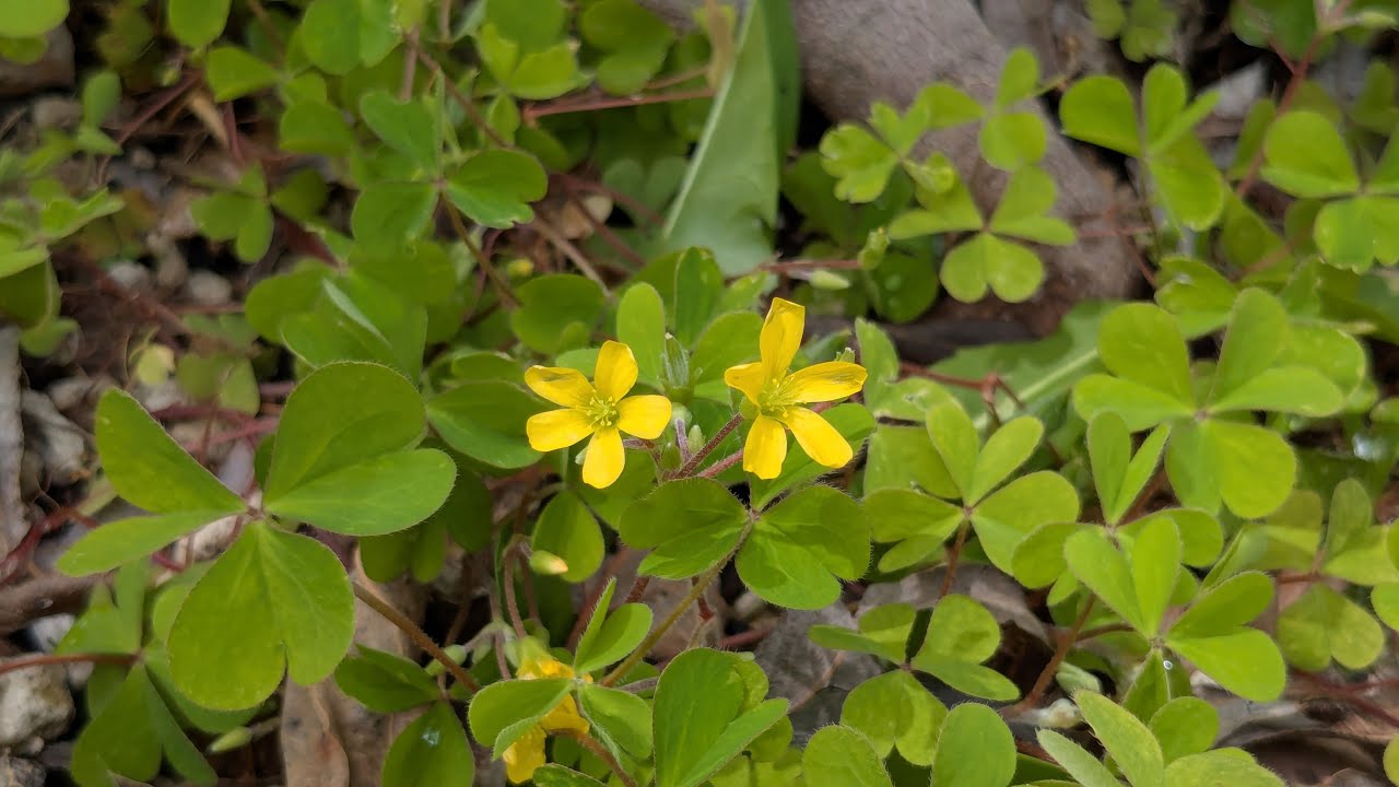 Why I Let My Yard Get So Messy - Wild Edible and Medicinal Plants Abound
