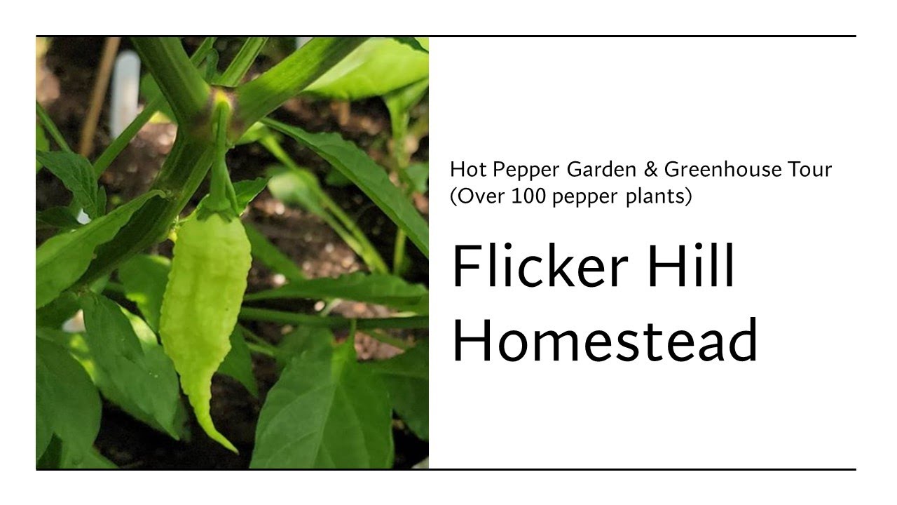 Hot Pepper Garden update (over 100 pepper plants!) - mid August 2021