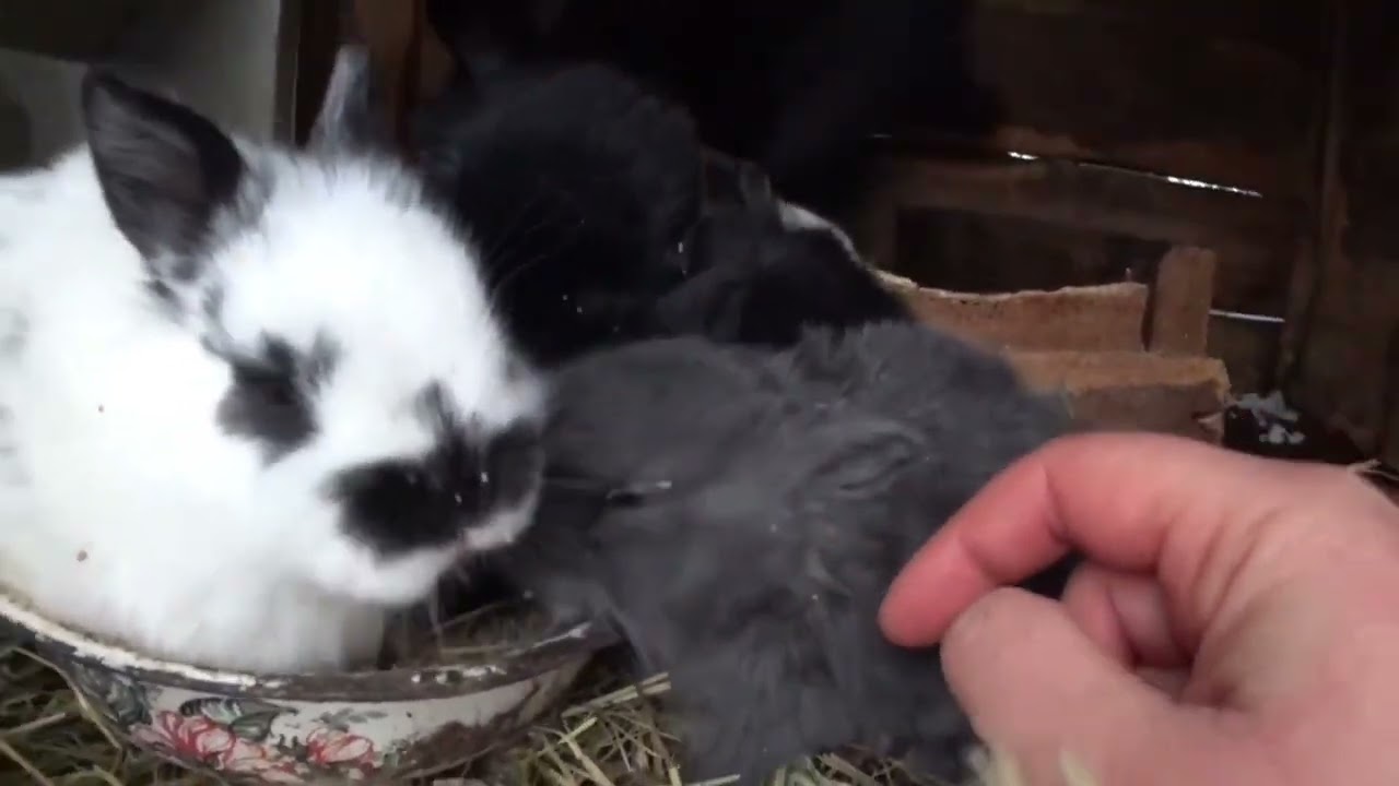 The turbulent life of little rabbits