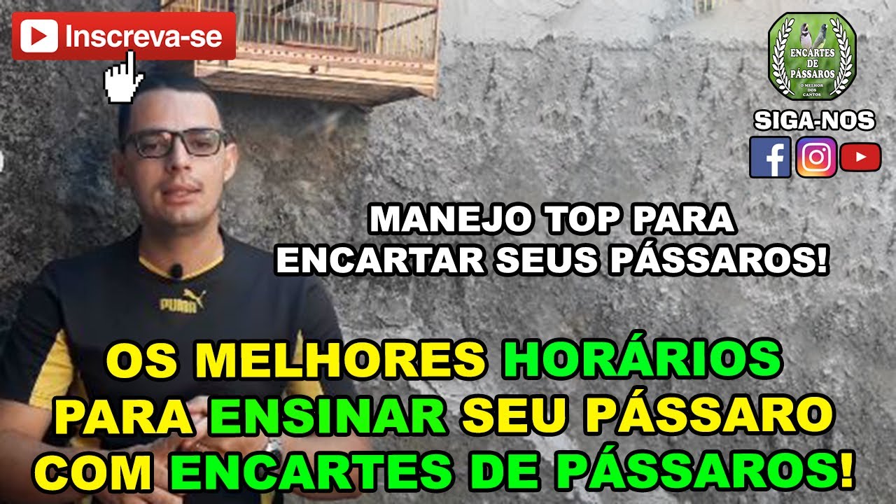 *MANEJO TOP* - Que Horas Devo Colocar O Canto Para Ensinar Meu Pássaro