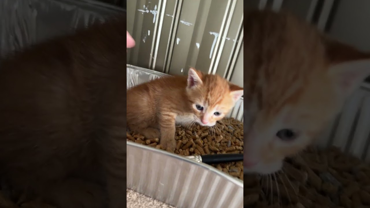 Potty boot camp ⛺️ for Peaches 🍑 kittens 🐈‍⬛ 2