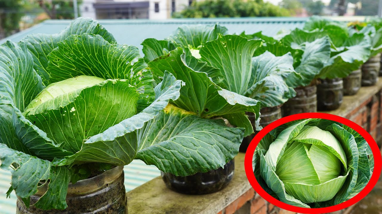 Growing Cabbage Without a Garden! Balcony Gardening Secrets Exposed!