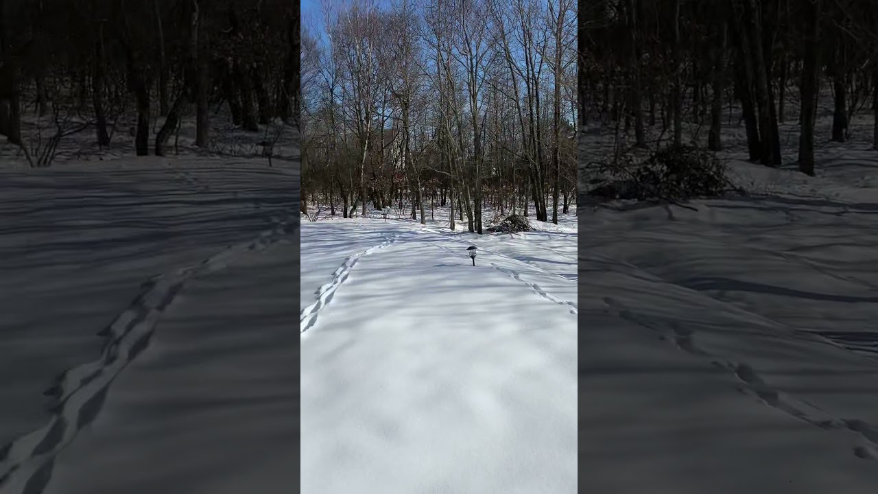 MY DOG LOVE TO PLAY IN THE SNOW.#poconos #bucklist #snow #dalmatian