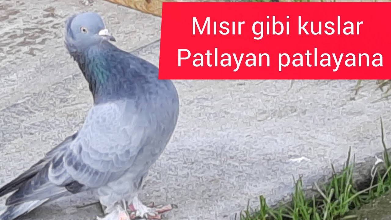 #İsviçre Güvercin takla pigeon taube ucum 