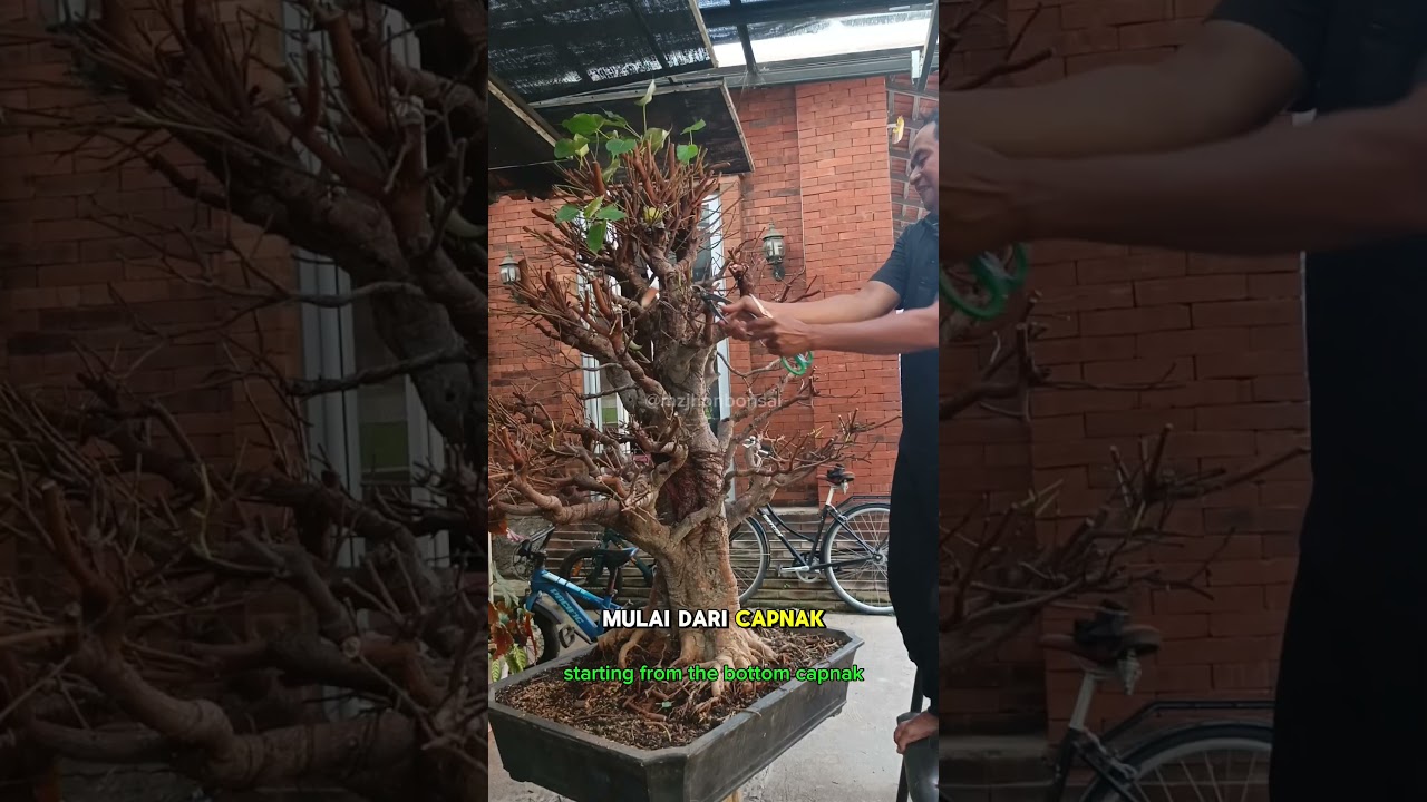 cutting bonsai ficus bodhi #bonsai #ficusbodhi