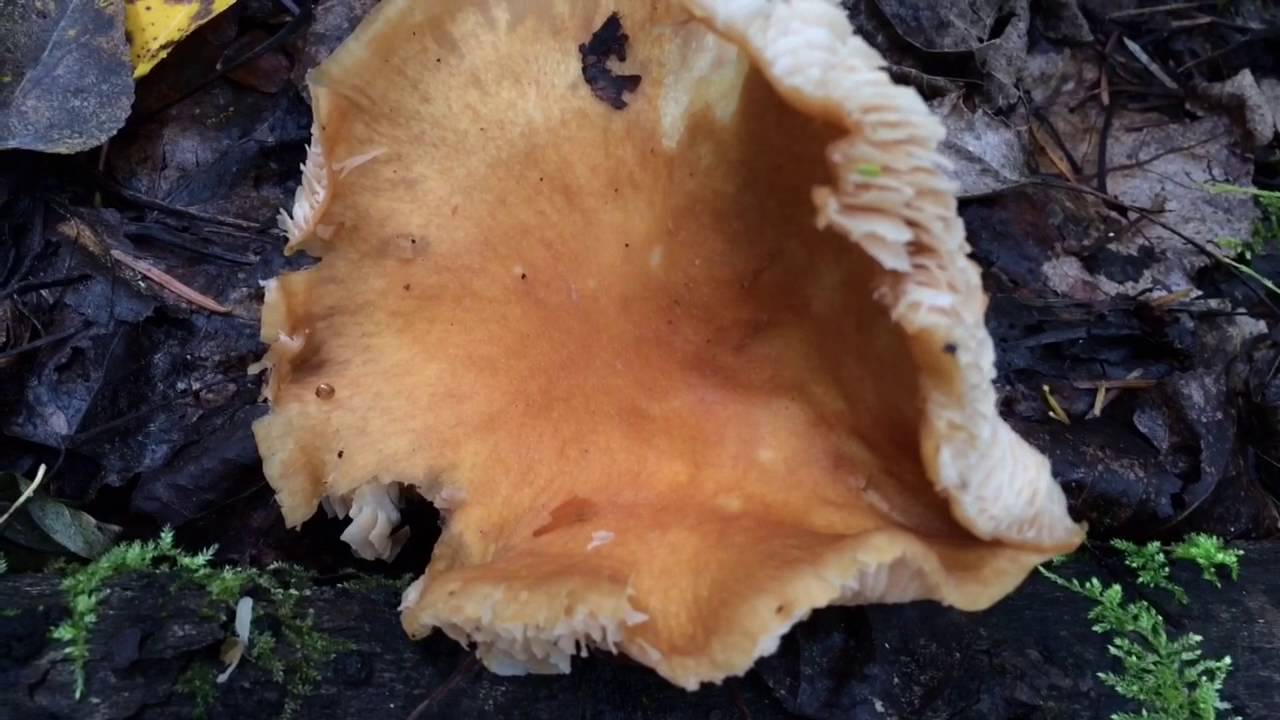Atypical Gypsy Mushroom Braise!