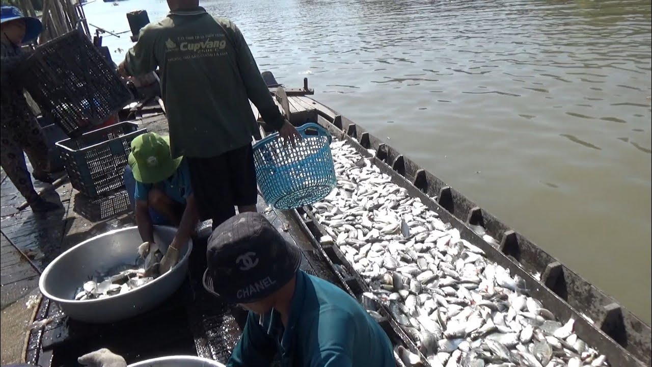 Dỡ chà cá lần đầu mới thấy cá nhiều cỡ này quá trúng||T2