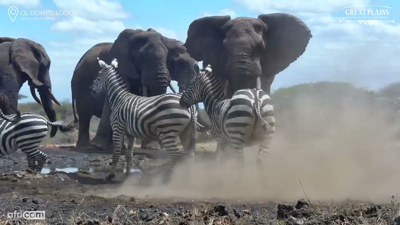 Zebra vs Zebra | | Kicks & Bites Fly!