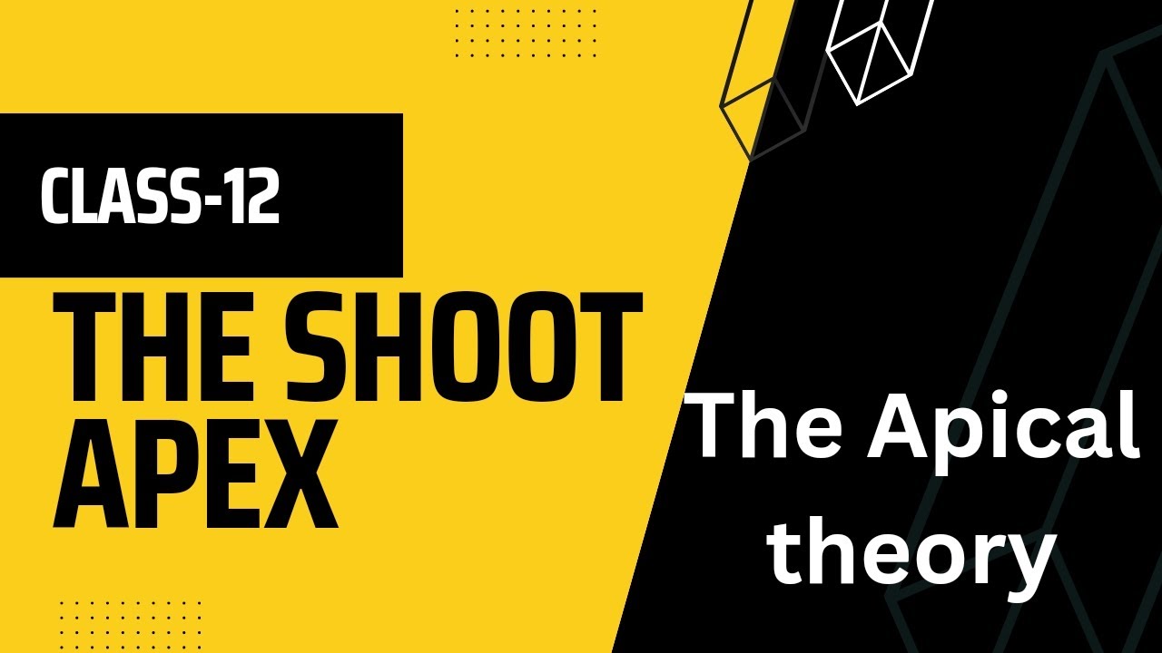 The Shoot Apex|| The Apical Theory & Histogen Theory|| Class -12 ! lecture-2