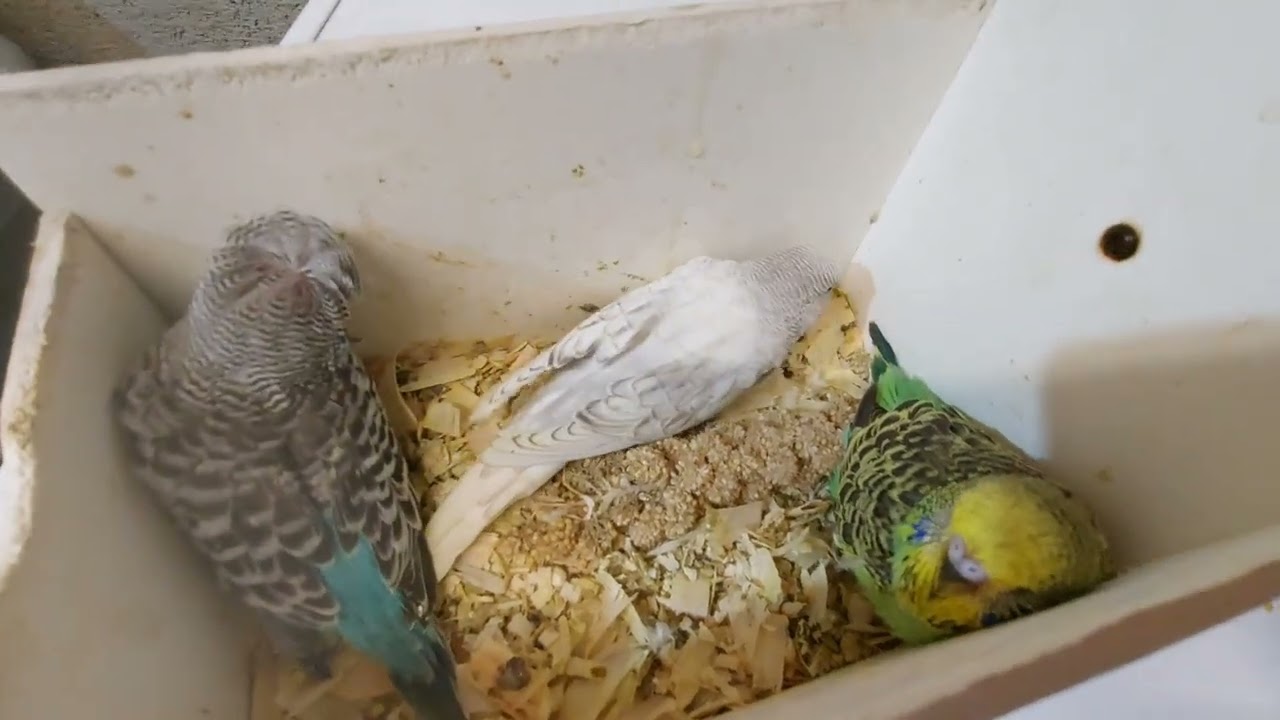 Budgie Breeding Room EPISODE 3 !
