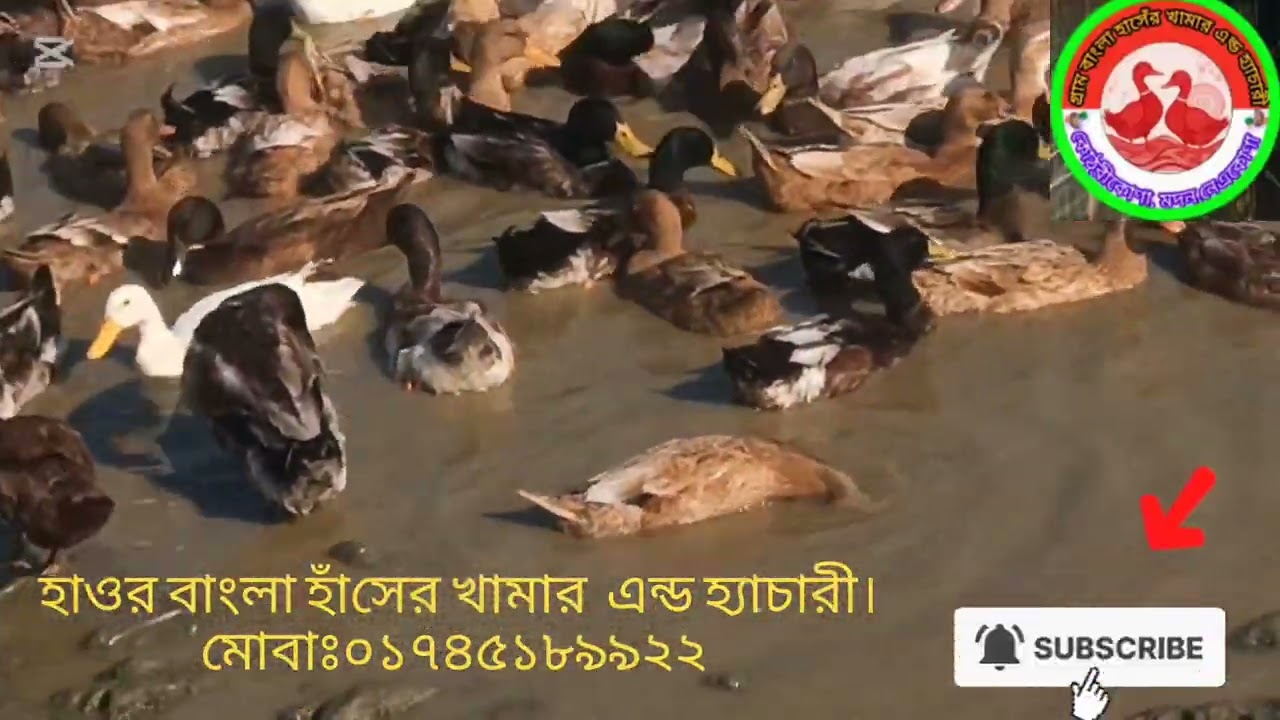 হাওর বাংলা পাঁচ মাস বয়সের হাসেরঁ খামার দেখুন 