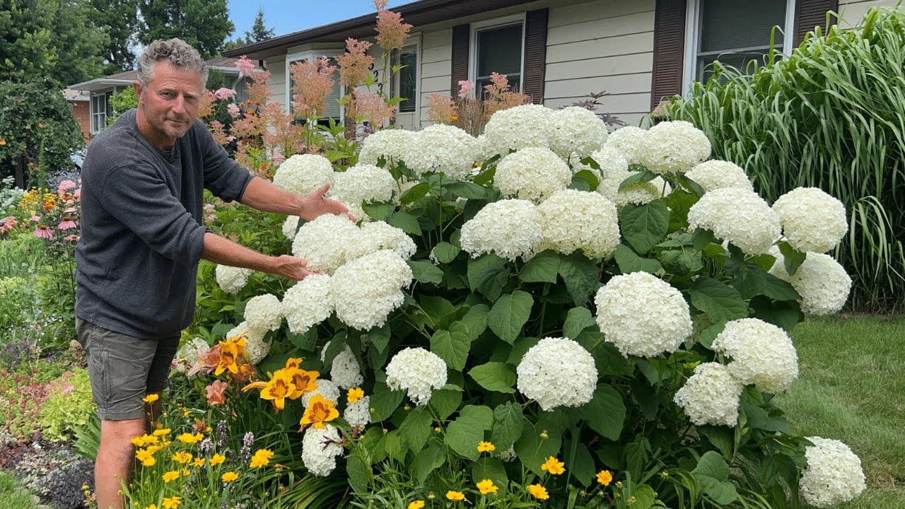 Hardy Hydrangeas: Beautiful White Panicle Flowers that Fade to Pink and Smooth Annabelle