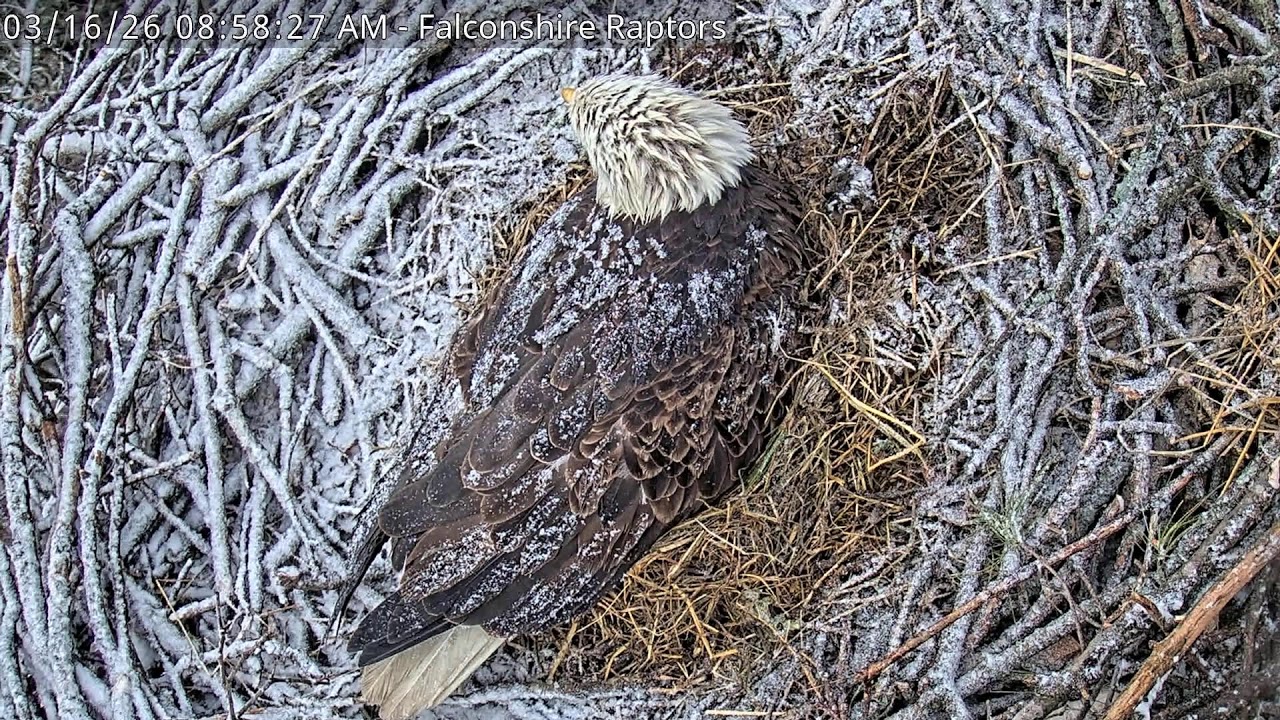Falconshire Raptors Overhead Bald Eagle Nest