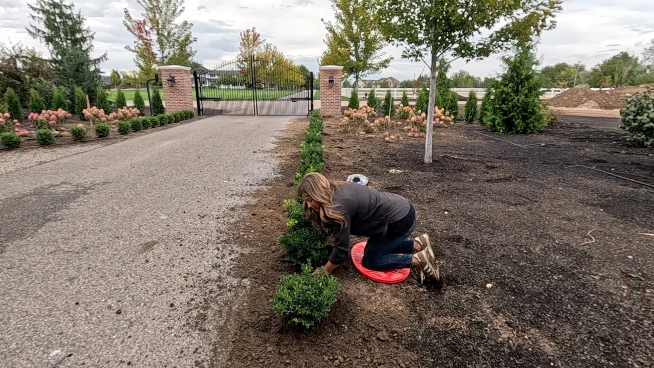 Обновляем пару контейнеров и завершаем самшитовую изгородь у входа! 🌼🍂🌿
