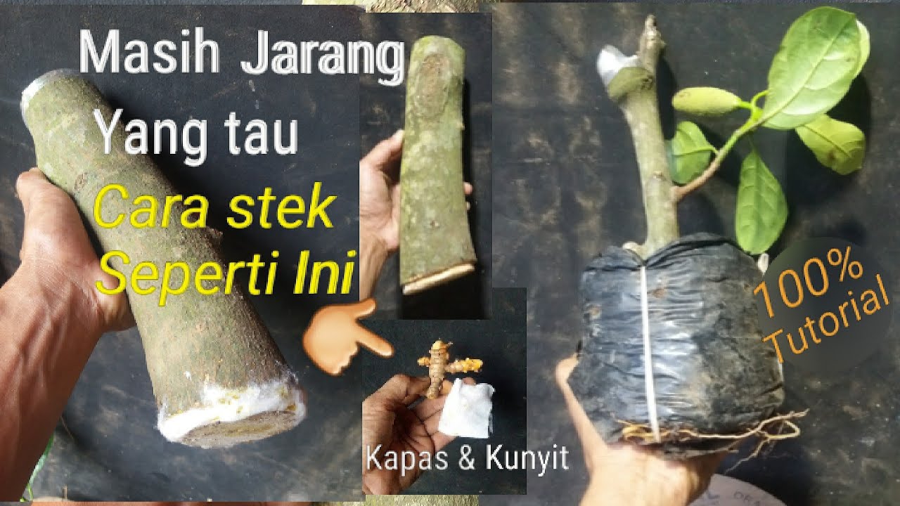 Gunakan cara ini anda pasti terkejut Stek batang jadi lebih mudah tumbuh 100X lebih cepat