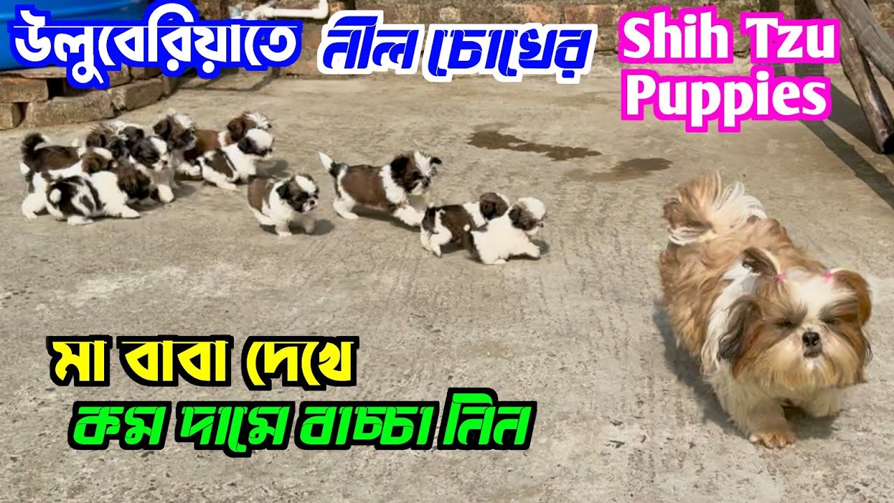 Blue Eyes Shih Tzu Puppies Sale Low Price. Dog Market in Kolkata. Kolkata Dog Market.