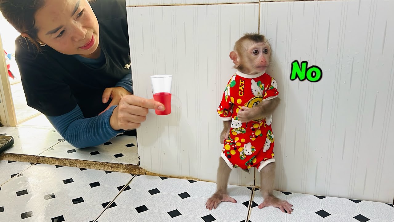 Baby monkey Tina hides from her mother because she doesn't want to take medicine.
