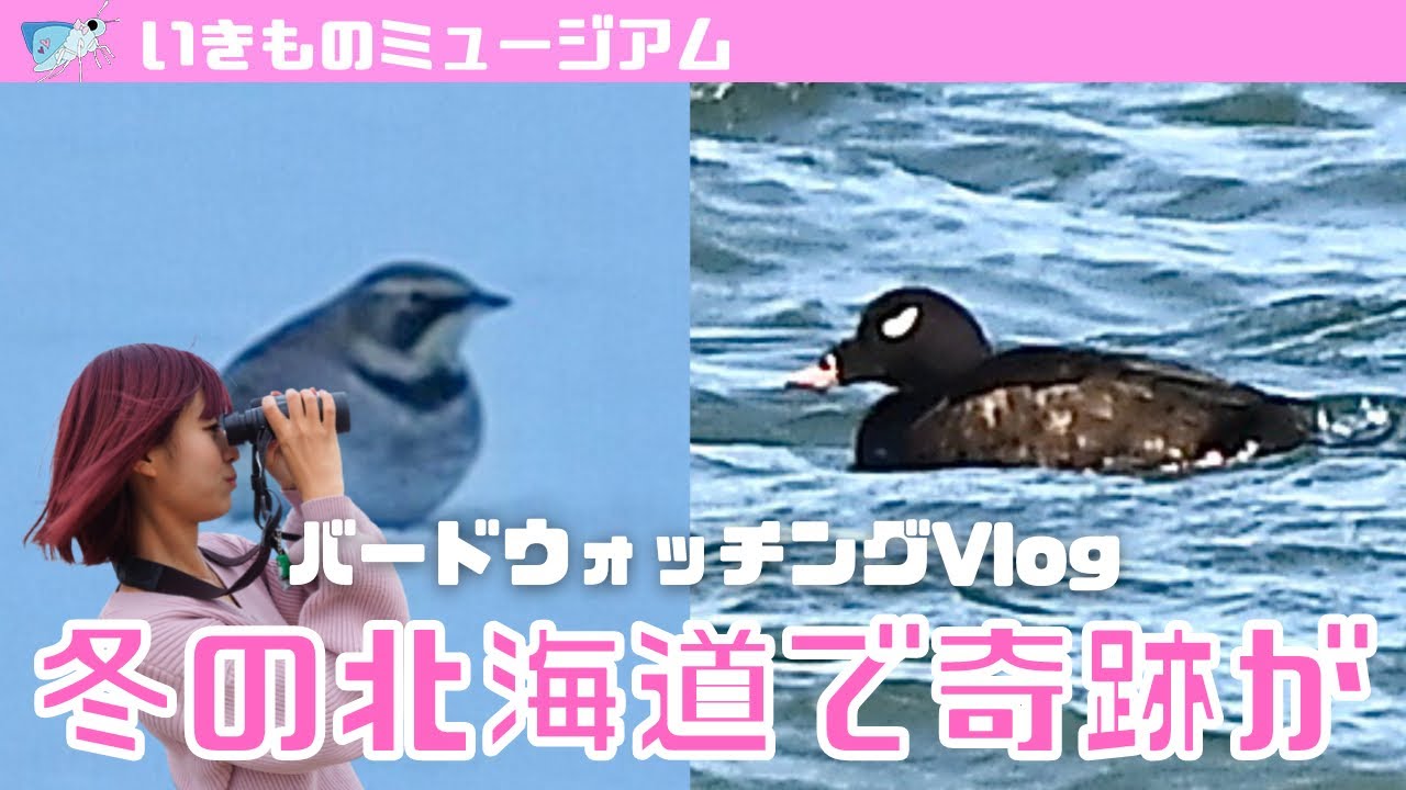 【野鳥観察】ハマヒバリに遭遇！冬の北海道でバードウォッチング まさかの結果に！？【Vlog】