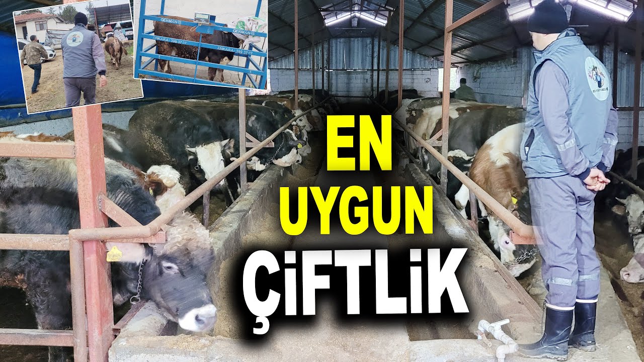 EN UYGUN KURBANLIĞI YİNE BEN SATACAĞIM - Miktat Erden Besi Çiftliği Ankara