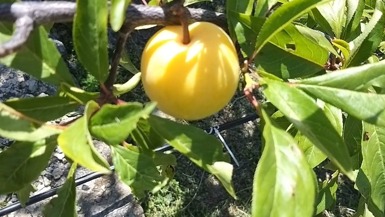 Плуот Флавор Квін Pluot Flavor Queen